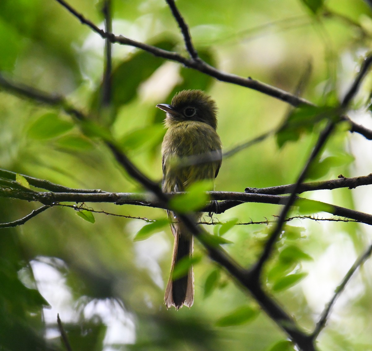 Eye-ringed Flatbill - ML637902448