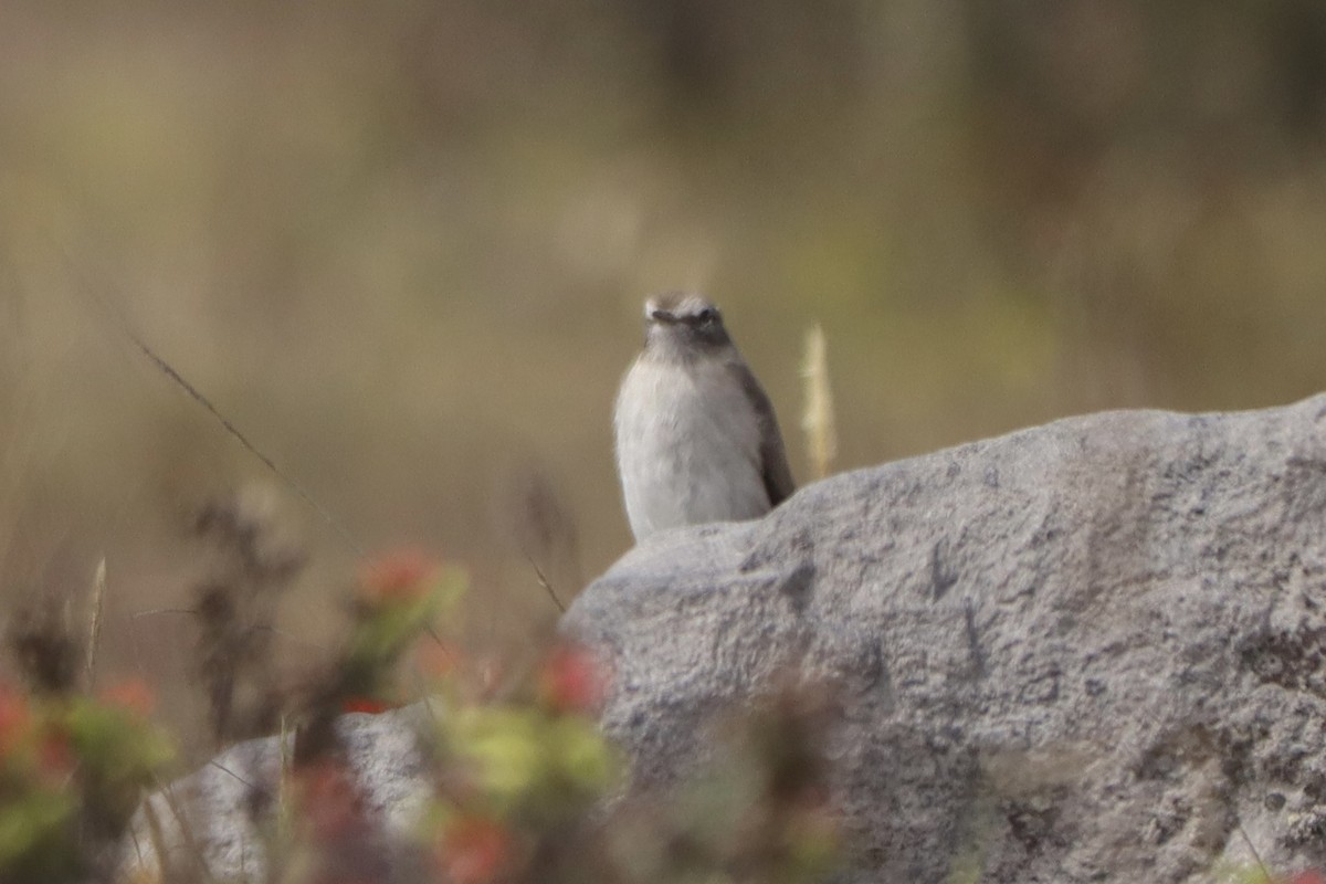 Plain-capped Ground-Tyrant - ML637902450