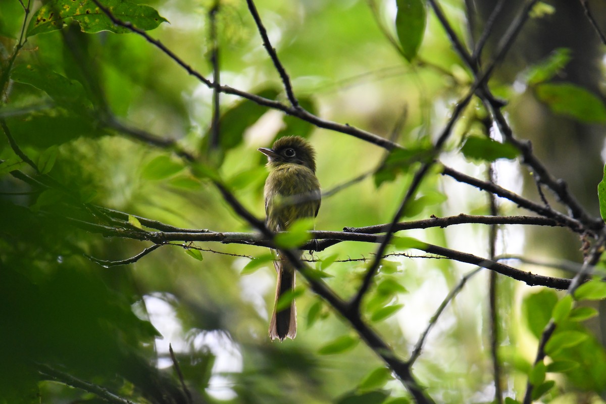 Eye-ringed Flatbill - ML637902452