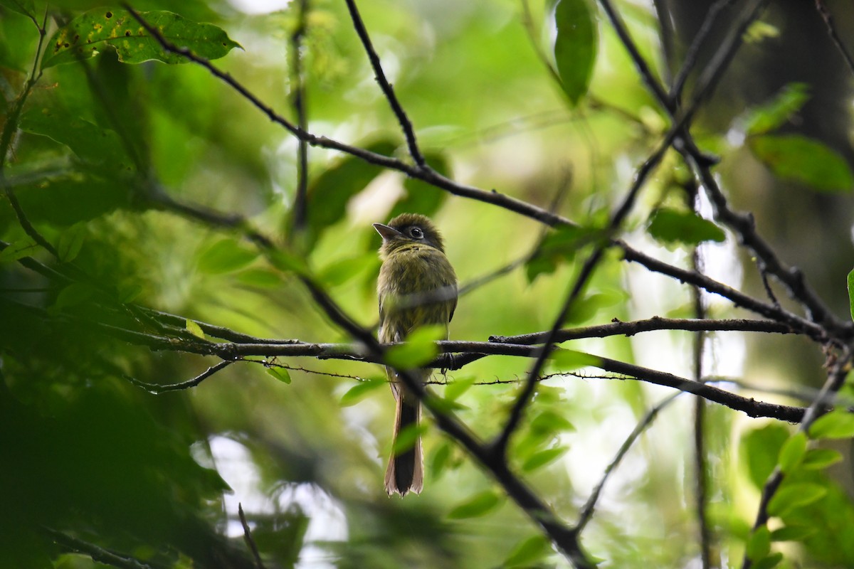 Eye-ringed Flatbill - ML637902453