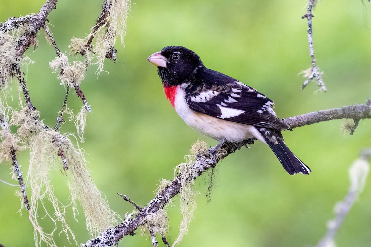 Rose-breasted Grosbeak - ML637902456