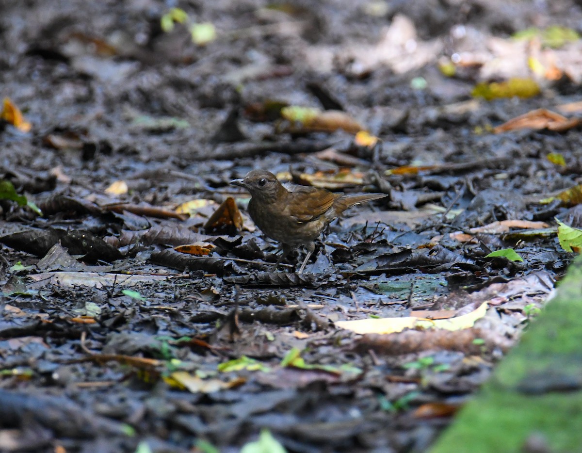 Pale-vented Thrush - ML637902500
