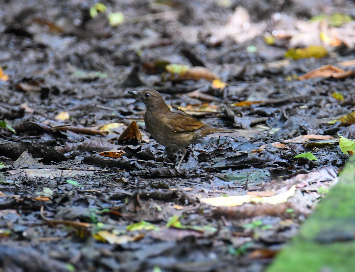 Pale-vented Thrush - ML637902504
