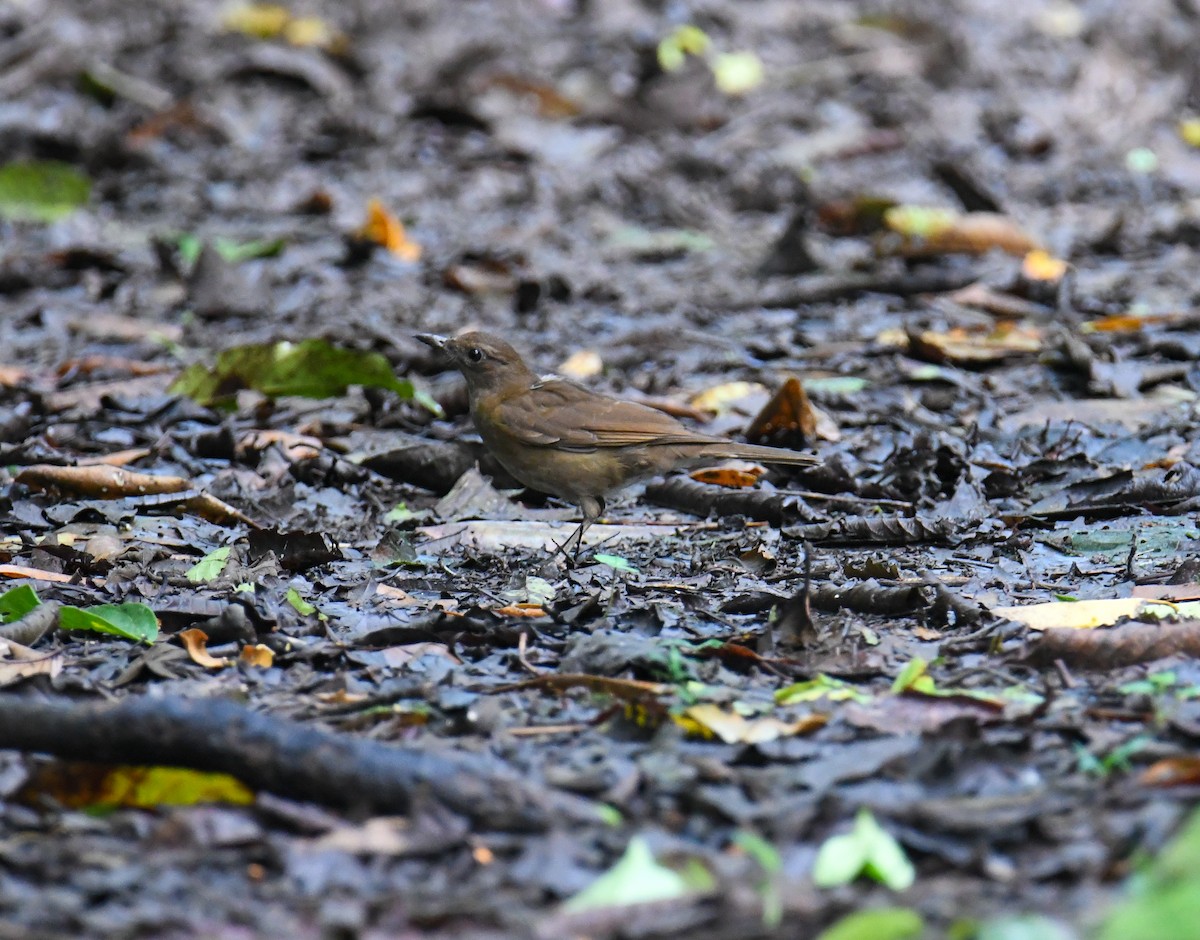 Pale-vented Thrush - ML637902507