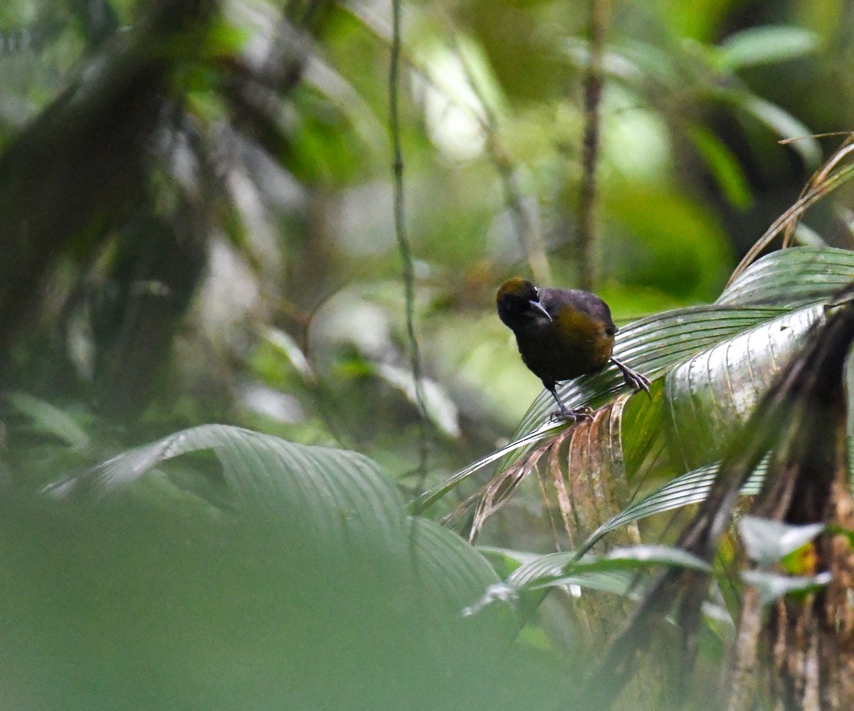 Dusky-faced Tanager - ML637902519