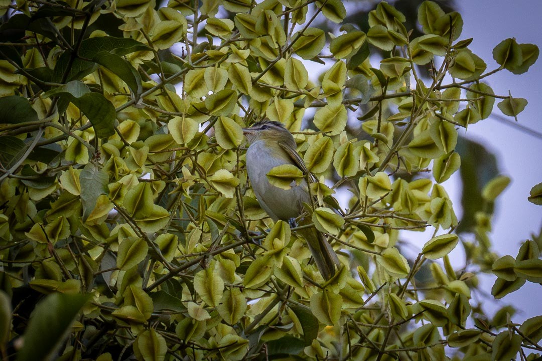 Chivi Vireo - ML637902554
