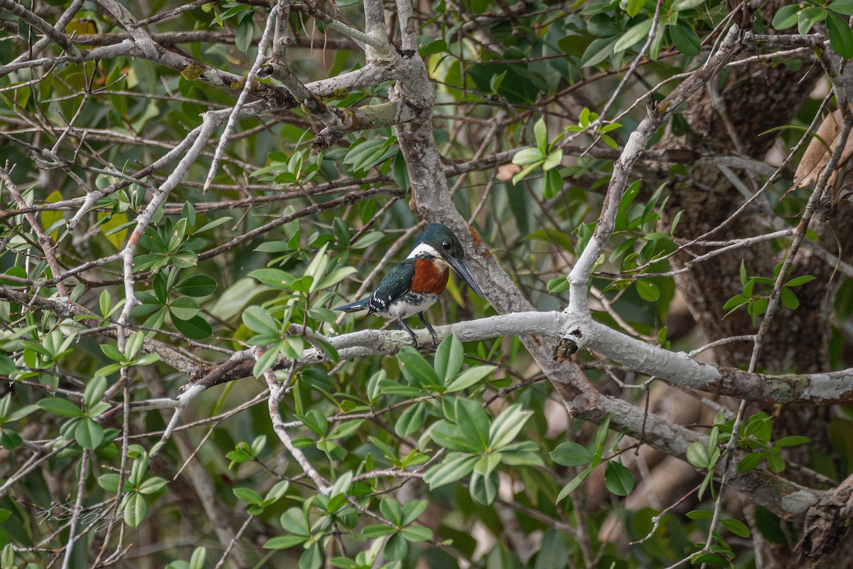 Green Kingfisher - ML637902571