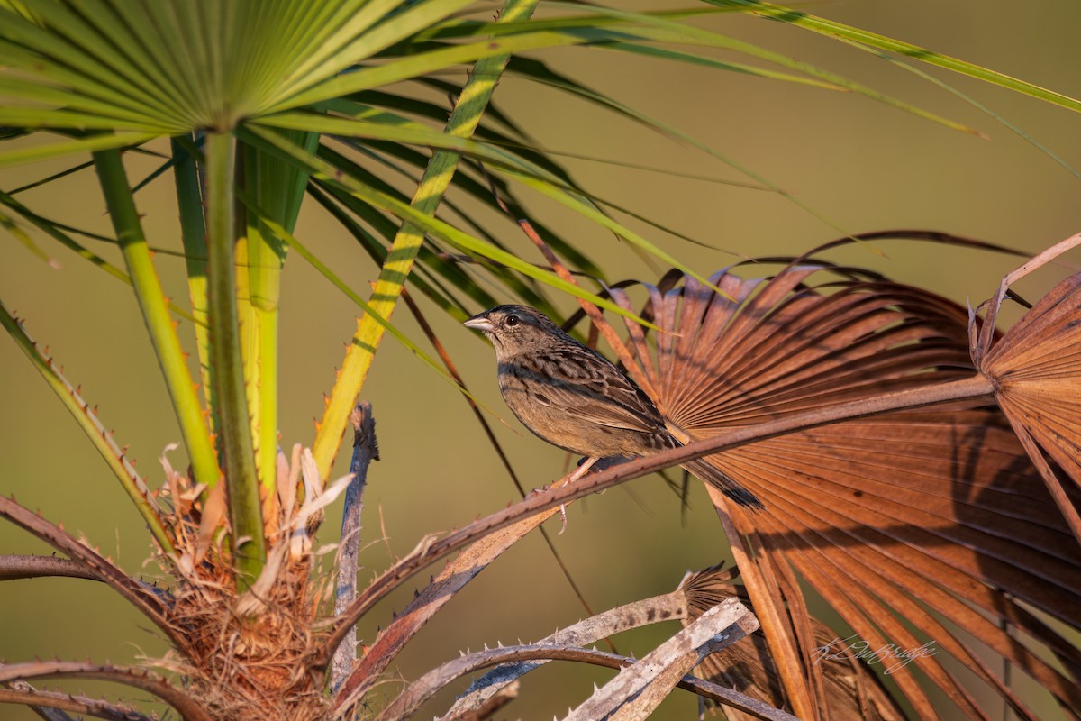 Botteri's Sparrow - ML637902589