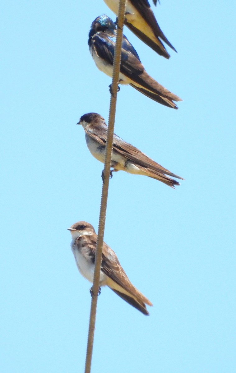 swallow sp. - ML637902592