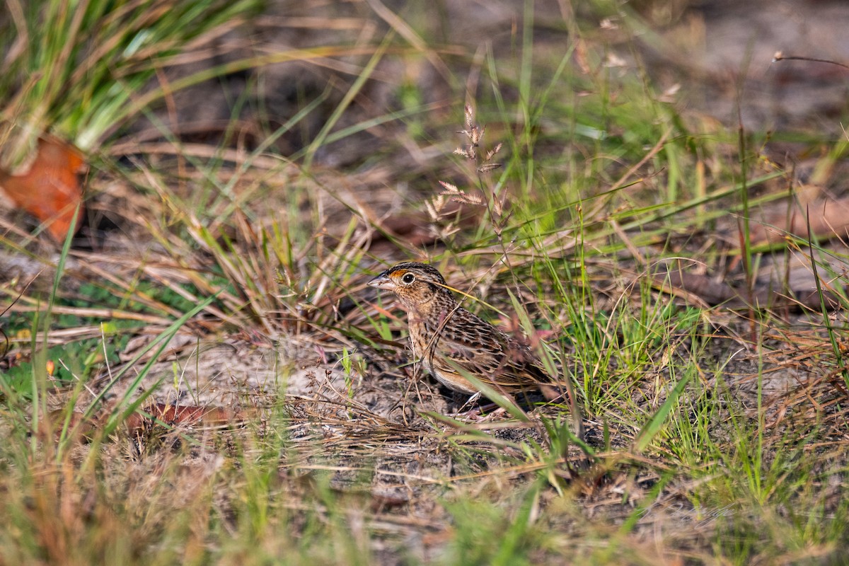 Grasshopper Sparrow - ML637902596