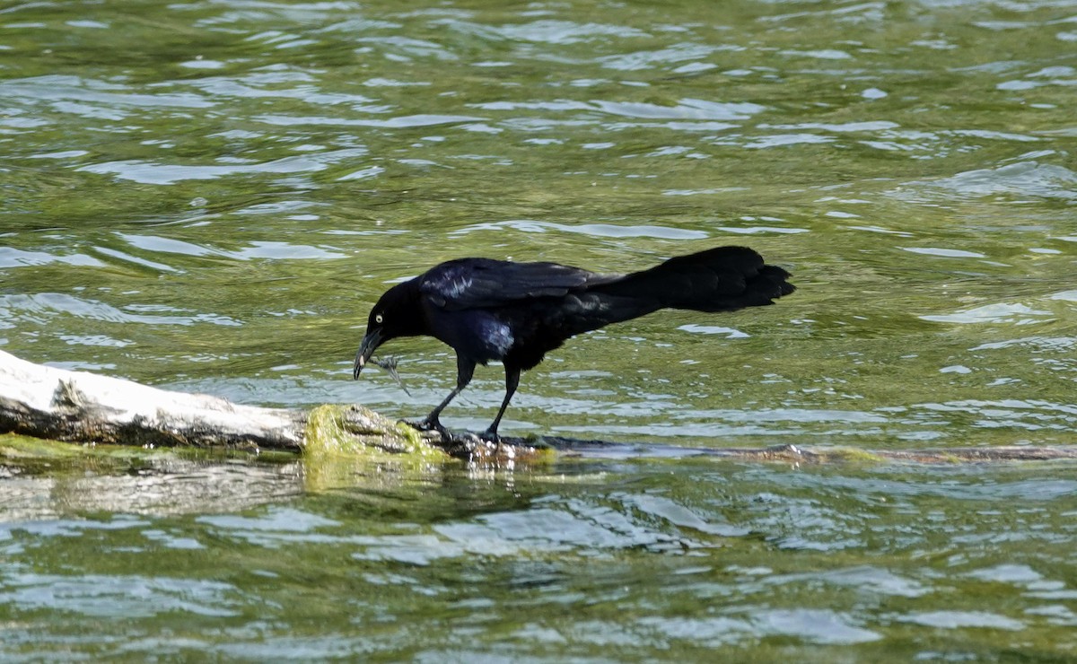 Great-tailed Grackle - ML637902614