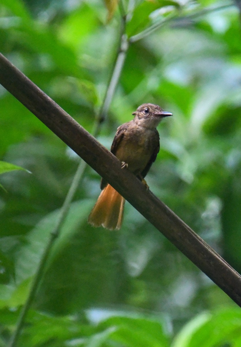 Tropical Royal Flycatcher - ML637902615