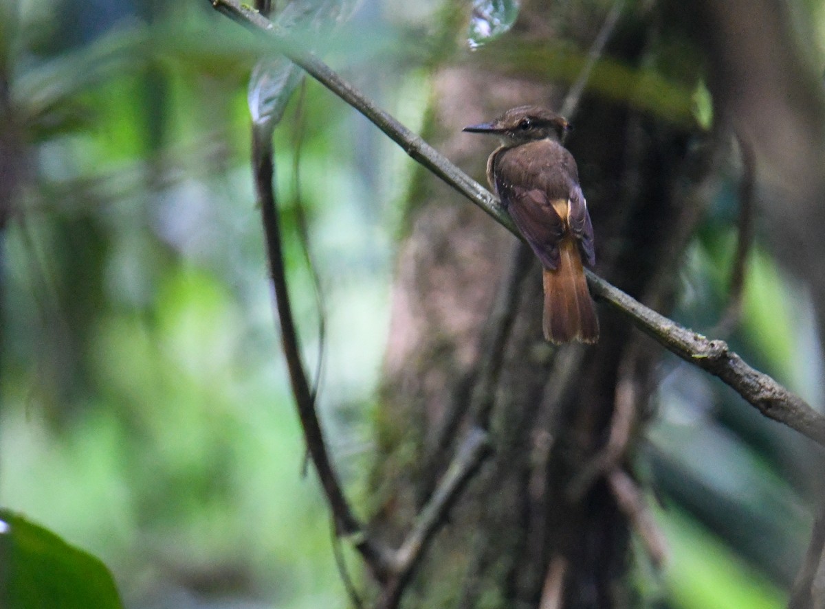 Tropical Royal Flycatcher - ML637902618