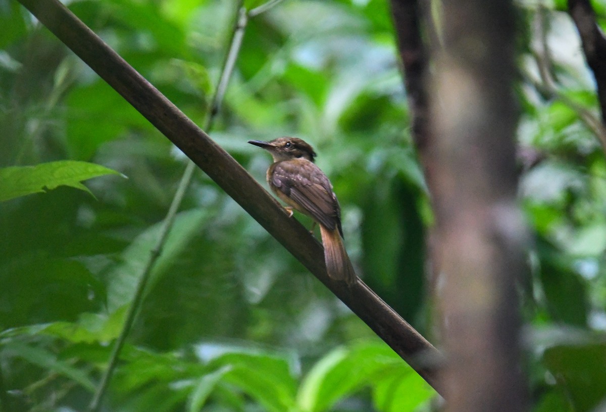 Tropical Royal Flycatcher - ML637902619