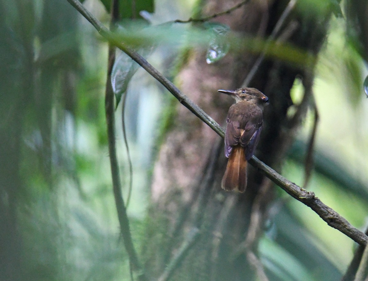 Tropical Royal Flycatcher - ML637902621