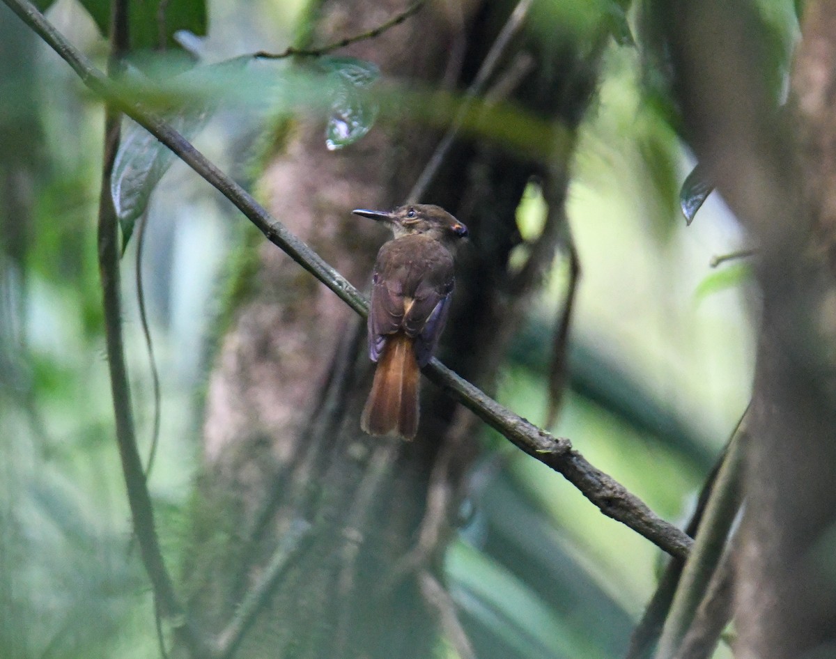 Tropical Royal Flycatcher - ML637902622