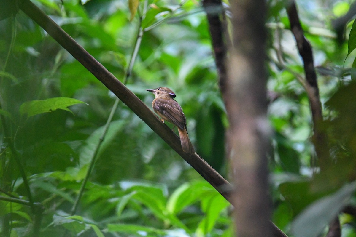 Tropical Royal Flycatcher - ML637902624