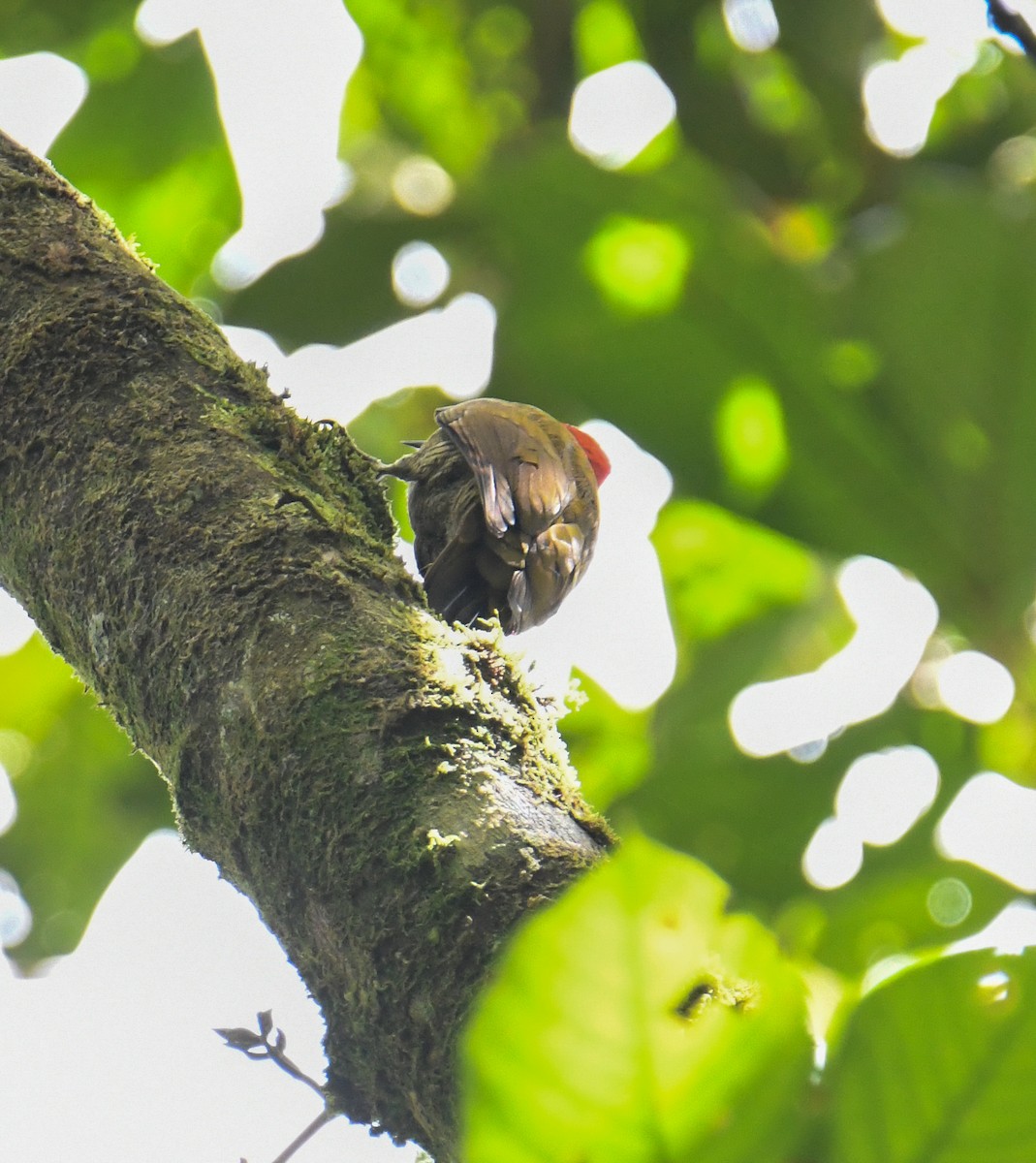 Rufous-winged Woodpecker - ML637902654