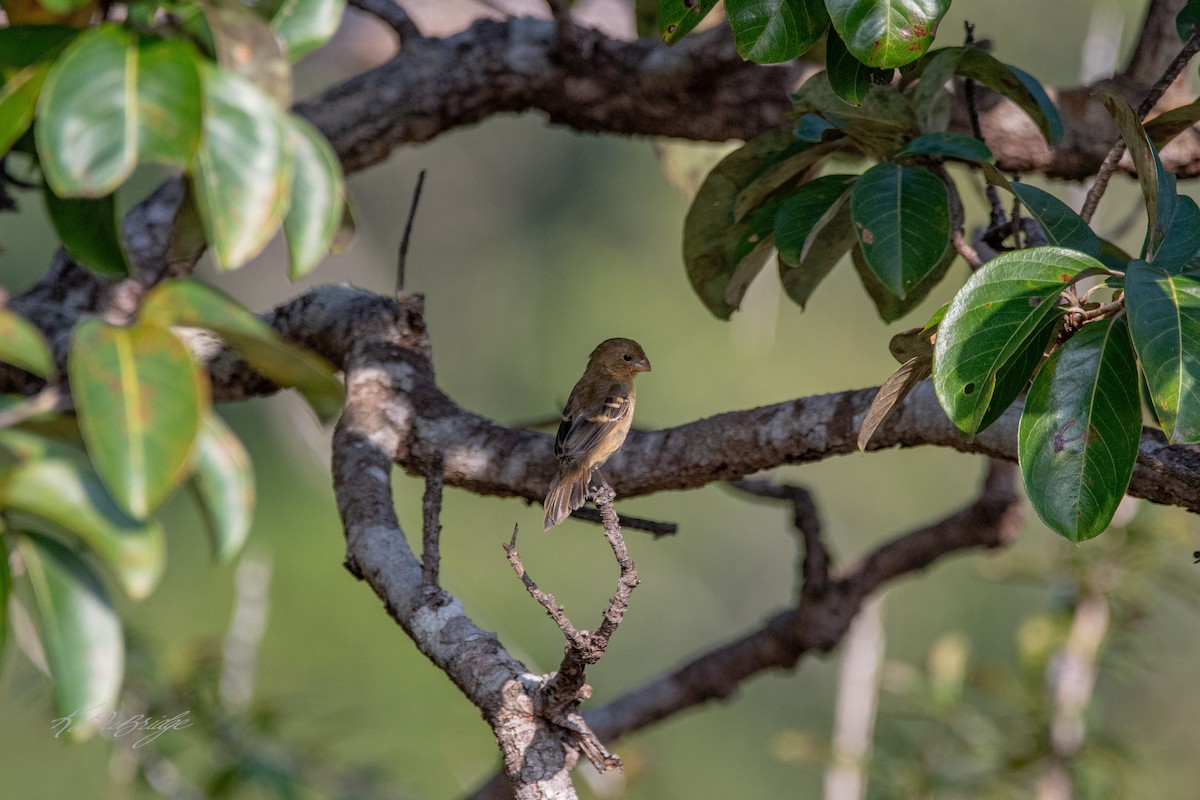 Morelet's Seedeater - ML637902668