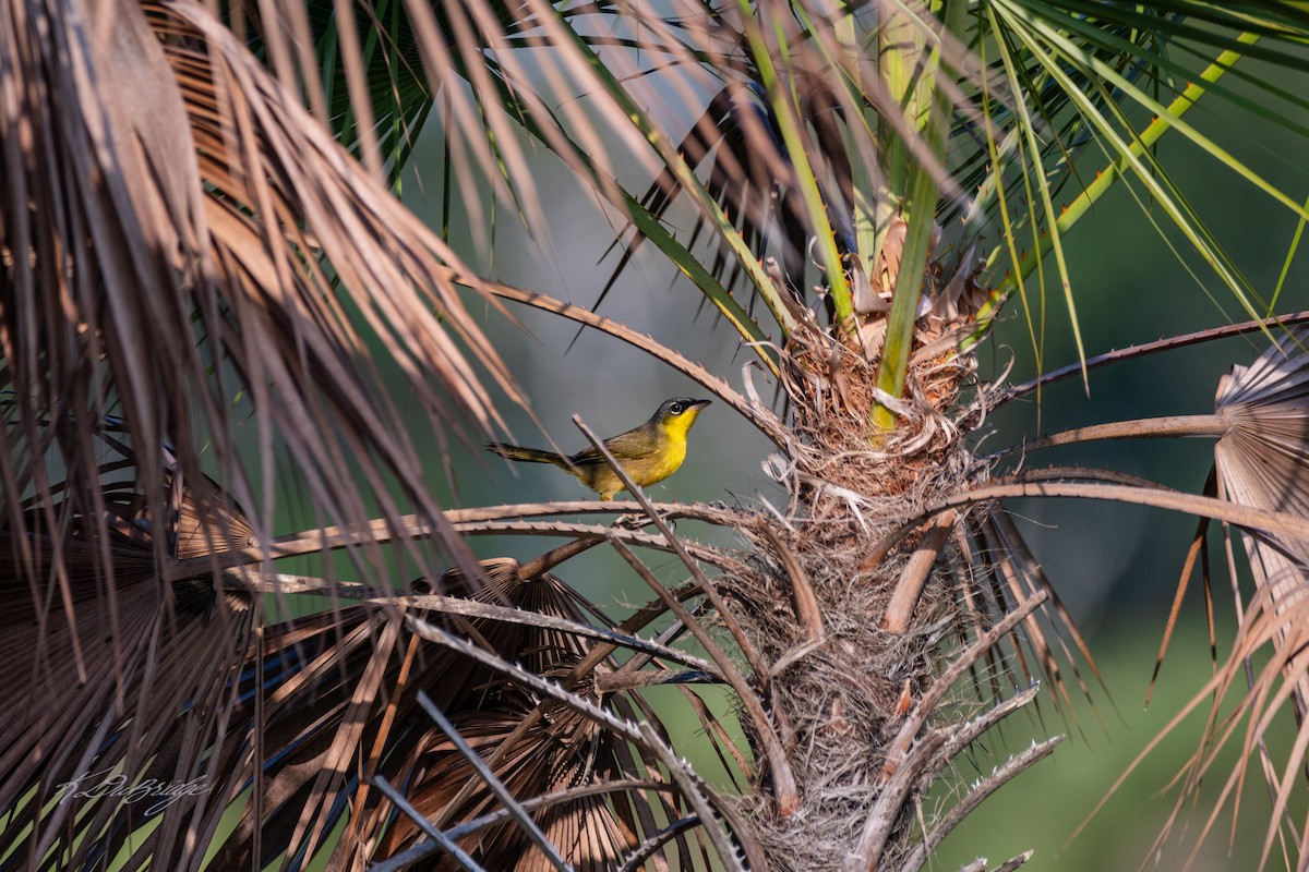 Gray-crowned Yellowthroat - ML637902681