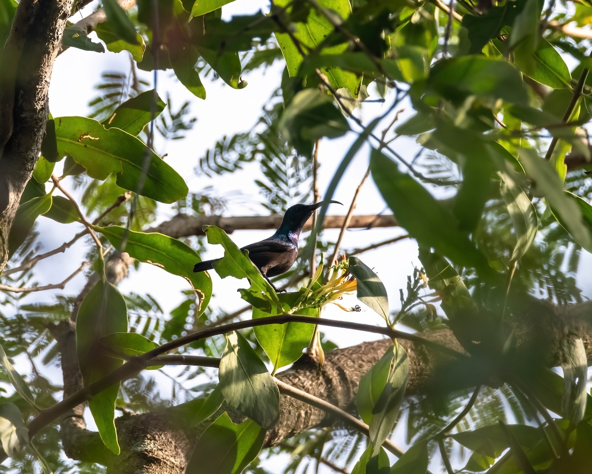 Loten's Sunbird - ML637902713