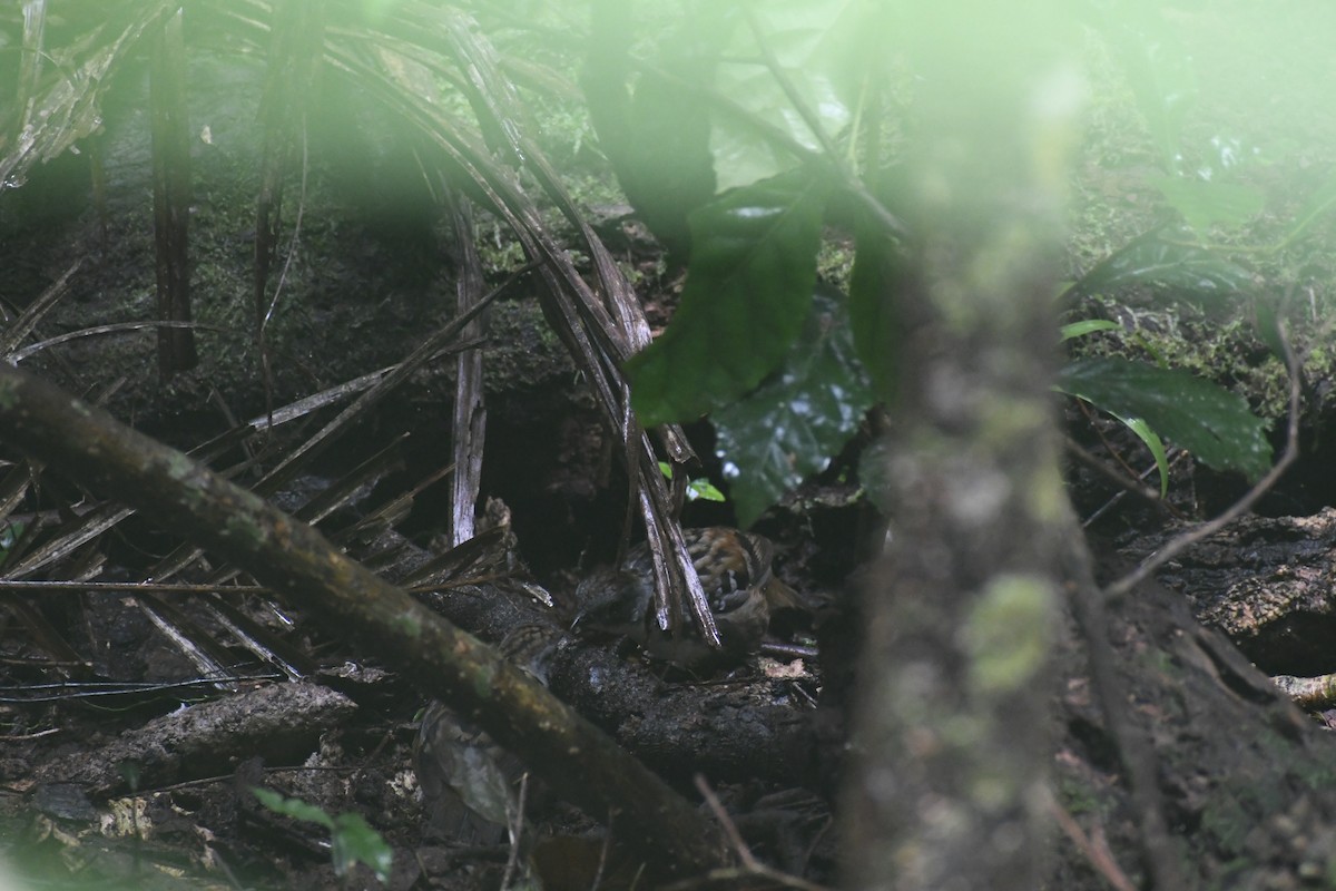Australian Logrunner - ML637902718