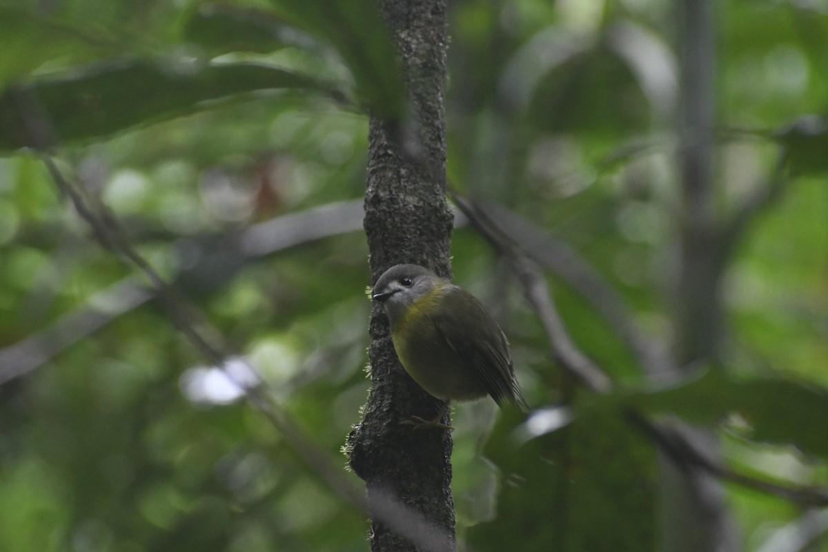 Pale-yellow Robin - ML637902740