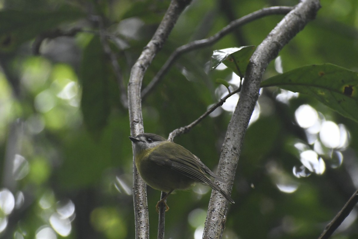 Pale-yellow Robin - ML637902741