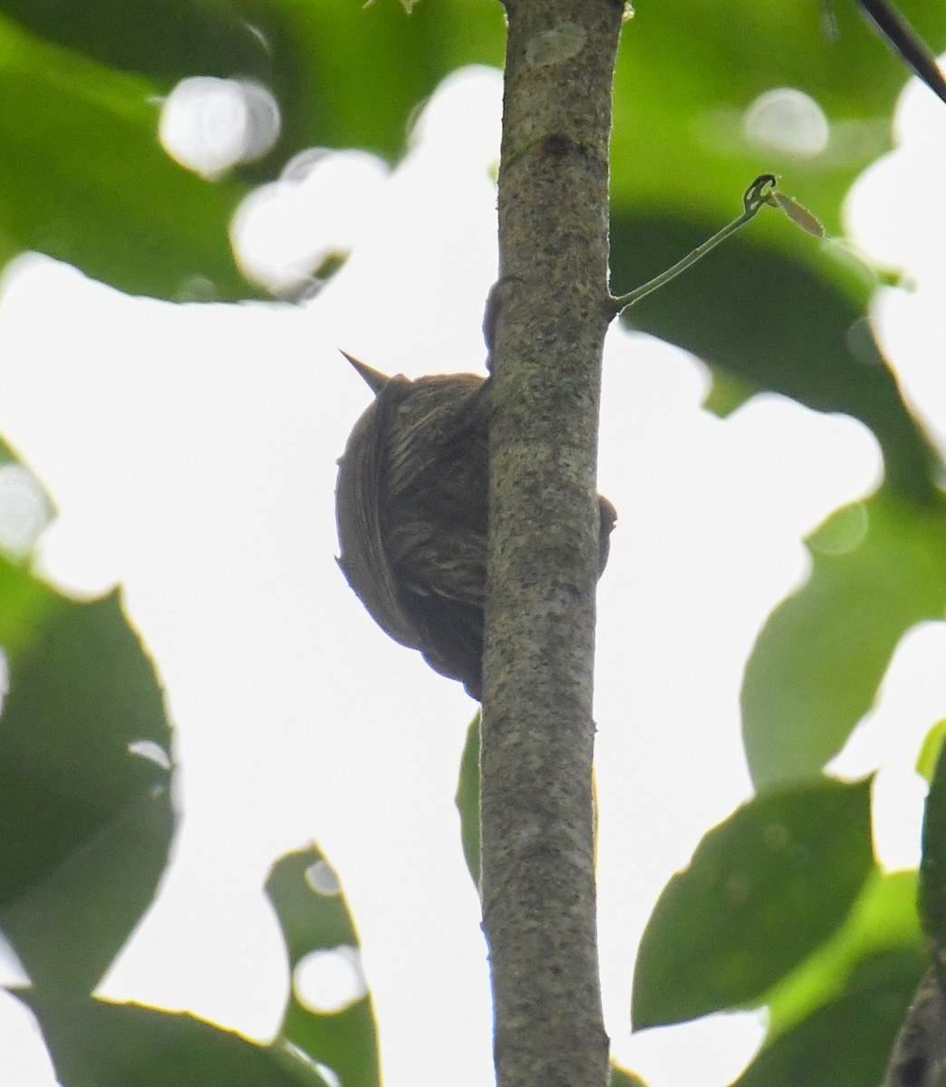Rufous-winged Woodpecker - ML637902743