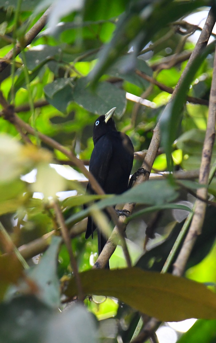 Scarlet-rumped Cacique - ML637902776