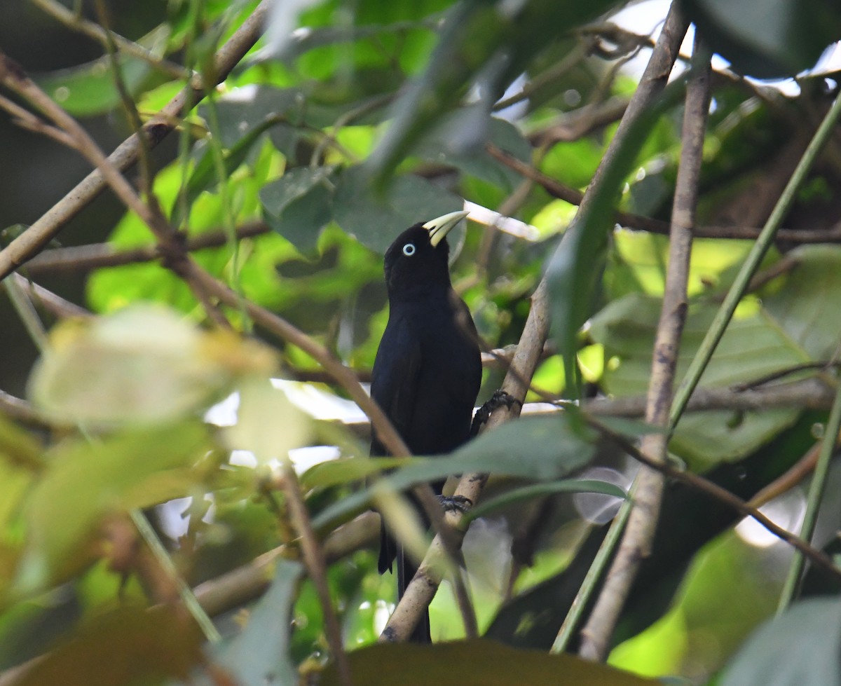 Scarlet-rumped Cacique - ML637902777