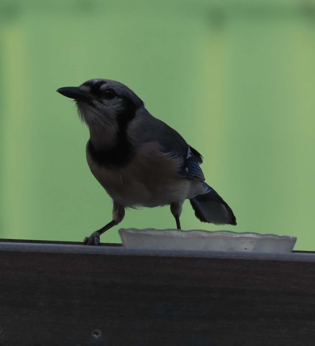 Blue Jay - ML637902817