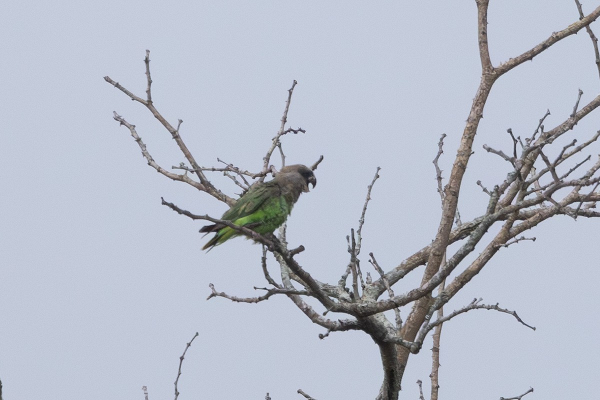 Brown-headed Parrot - ML637902823