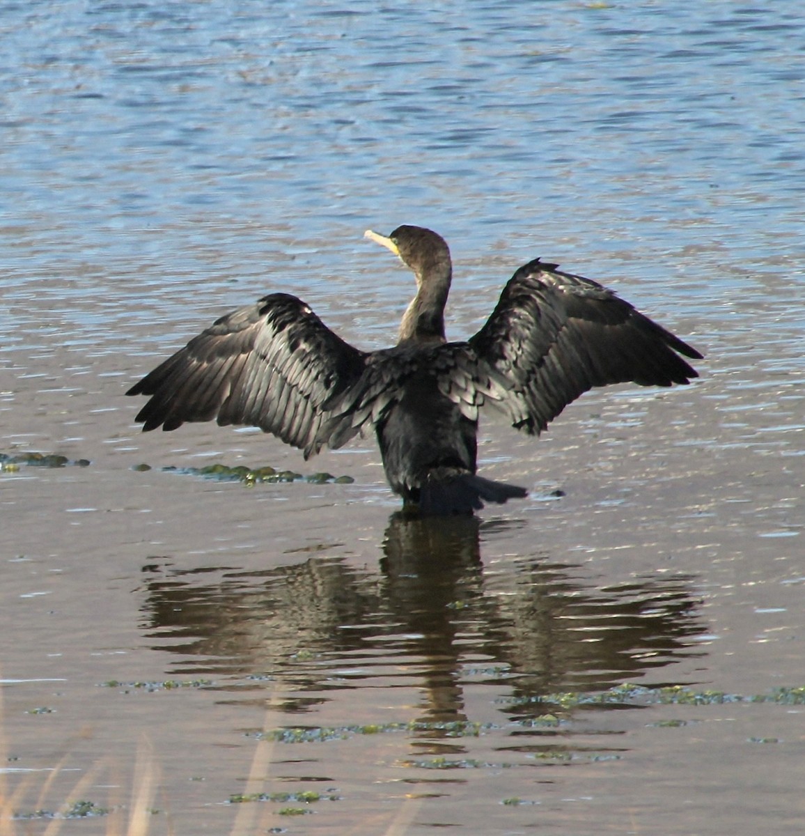 Cormorán Biguá - ML637902836
