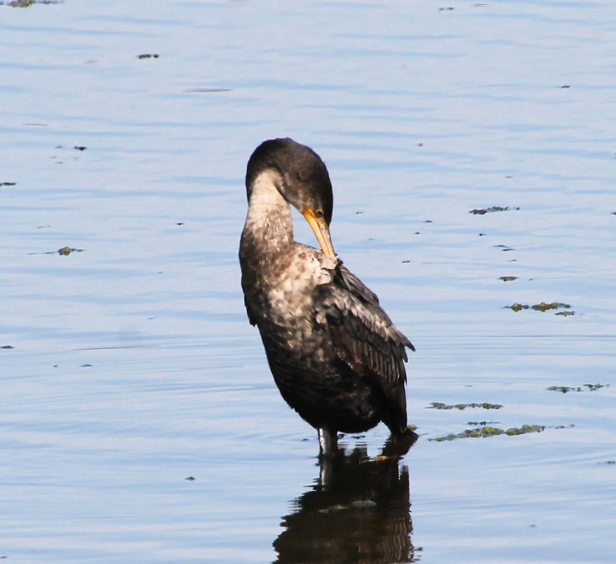 Cormorán Biguá - ML637902837