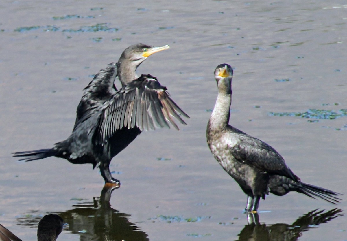 Cormorán Biguá - ML637902838