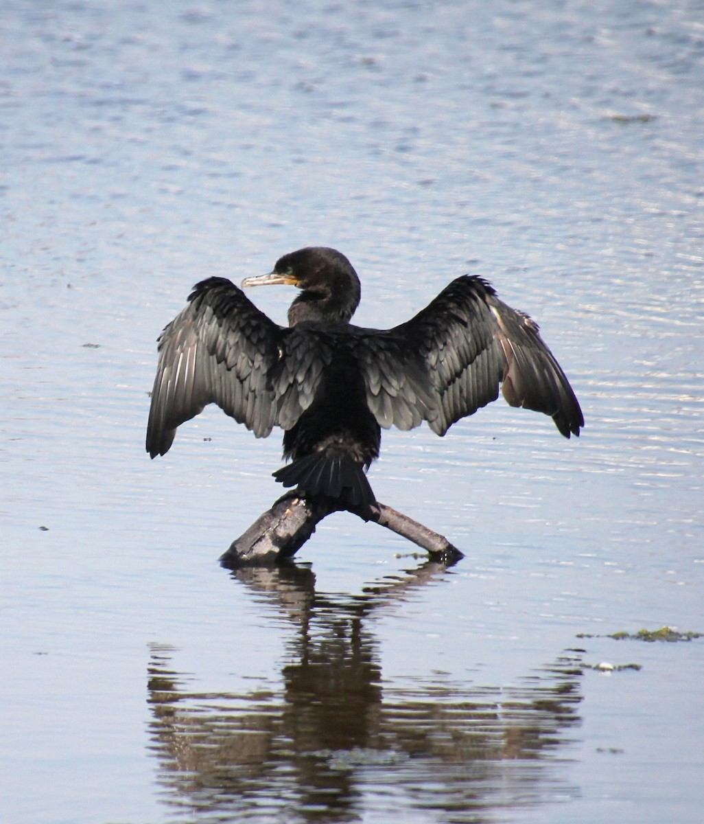Cormorán Biguá - ML637902839