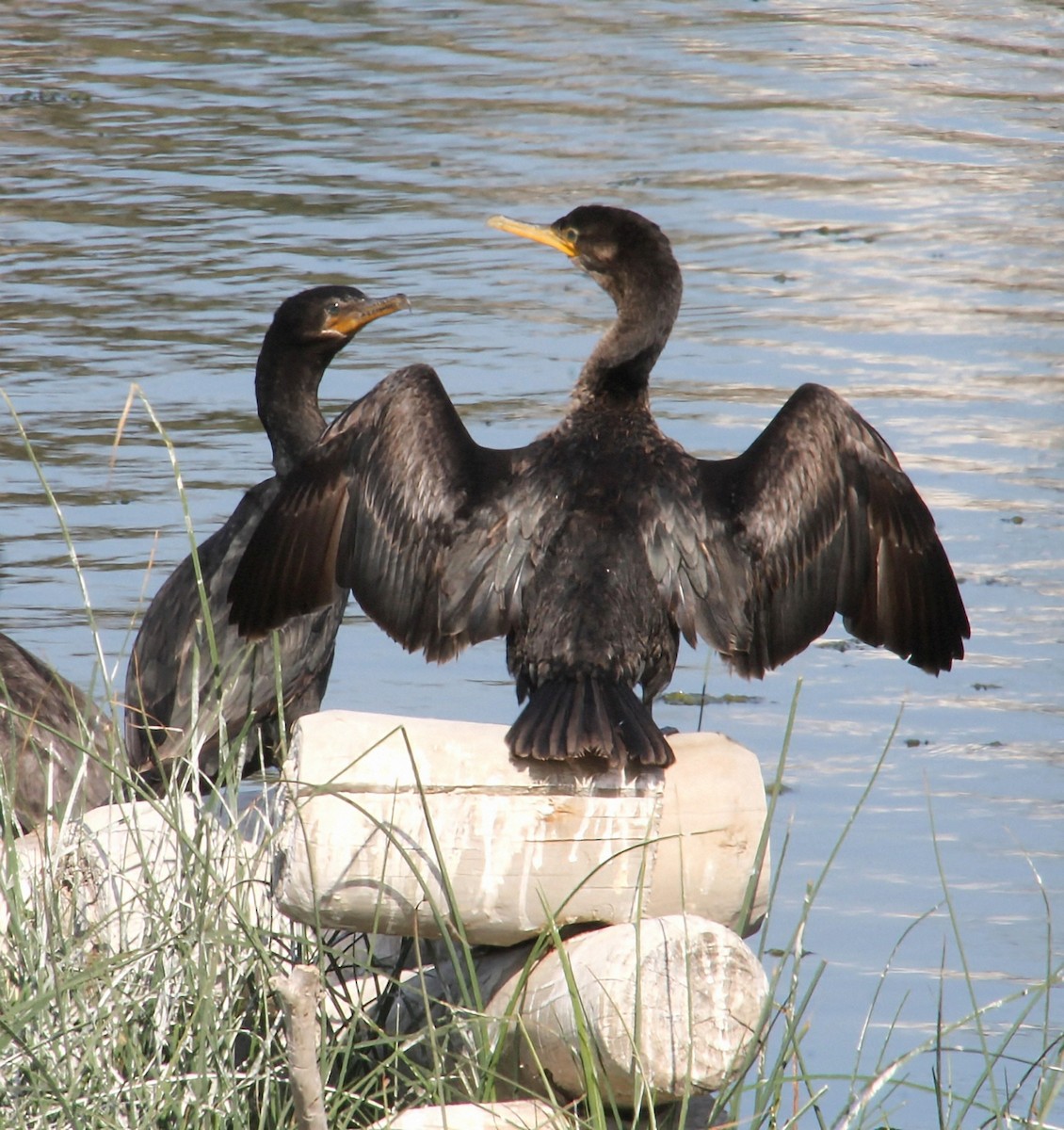 Cormorán Biguá - ML637902840