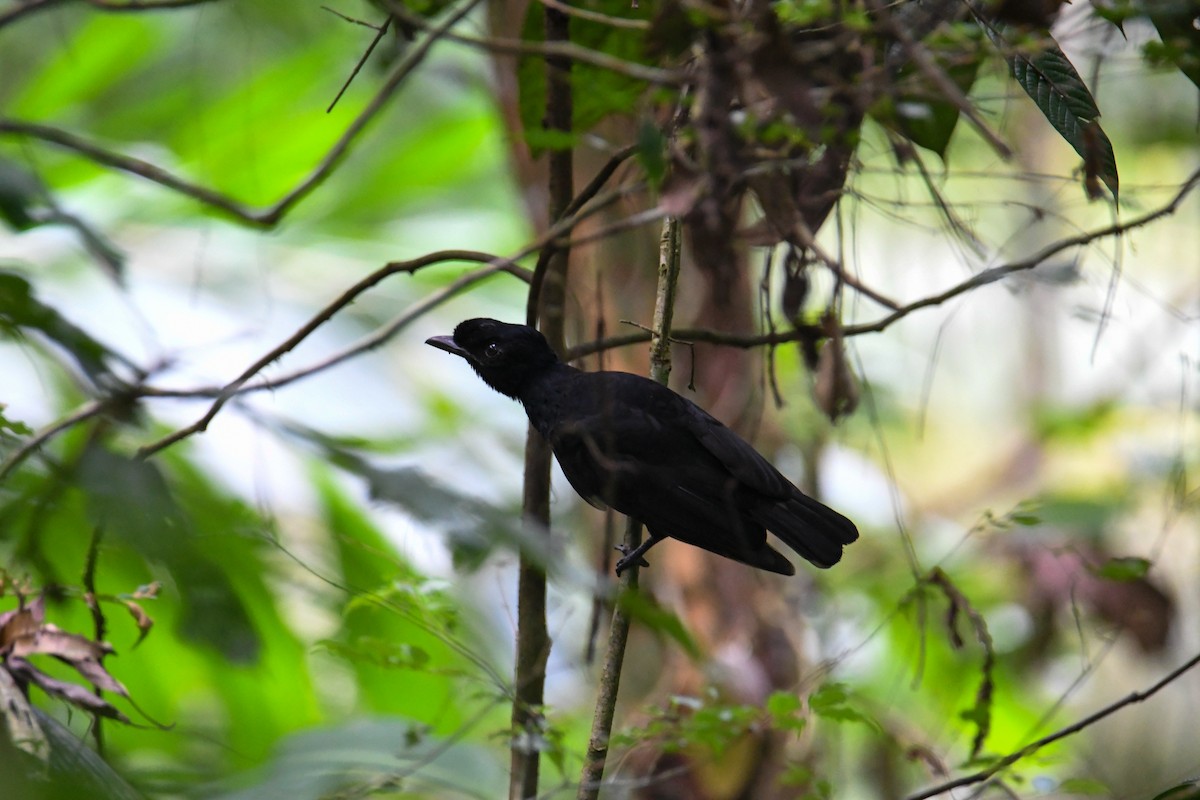 Bare-necked Umbrellabird - ML637902842