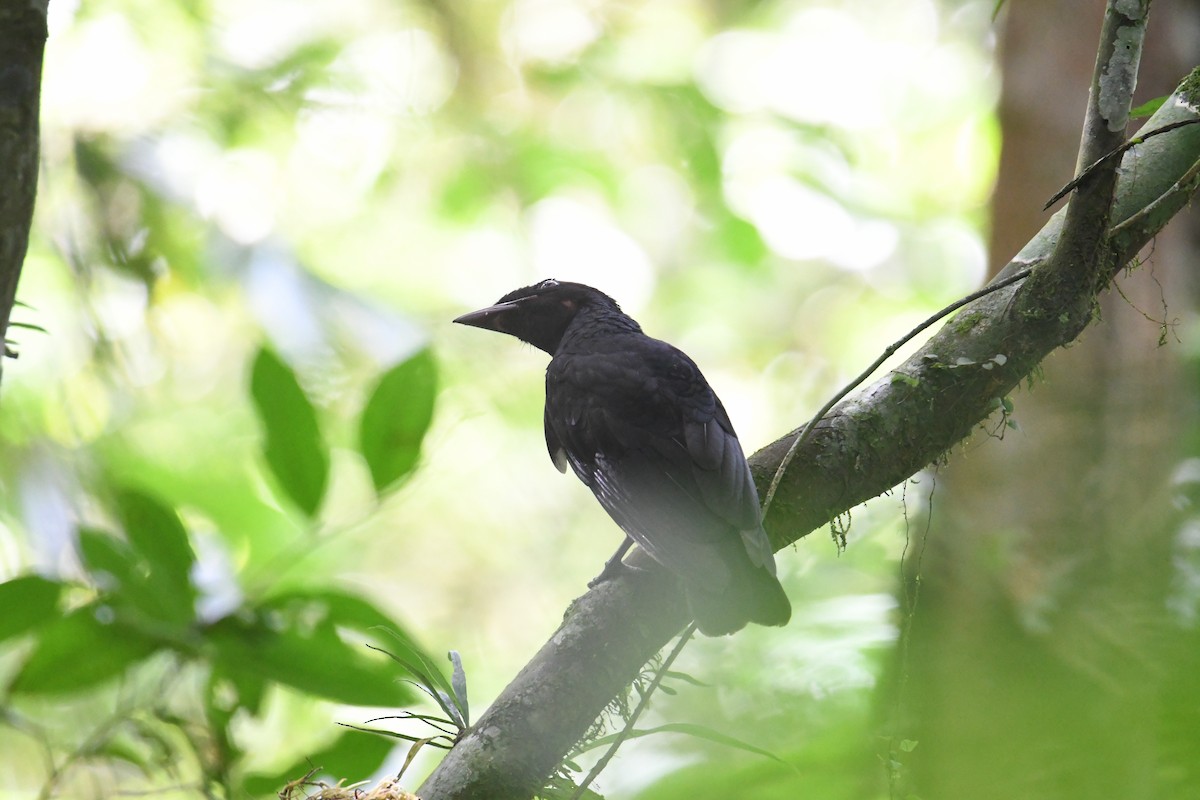 Bare-necked Umbrellabird - ML637902844