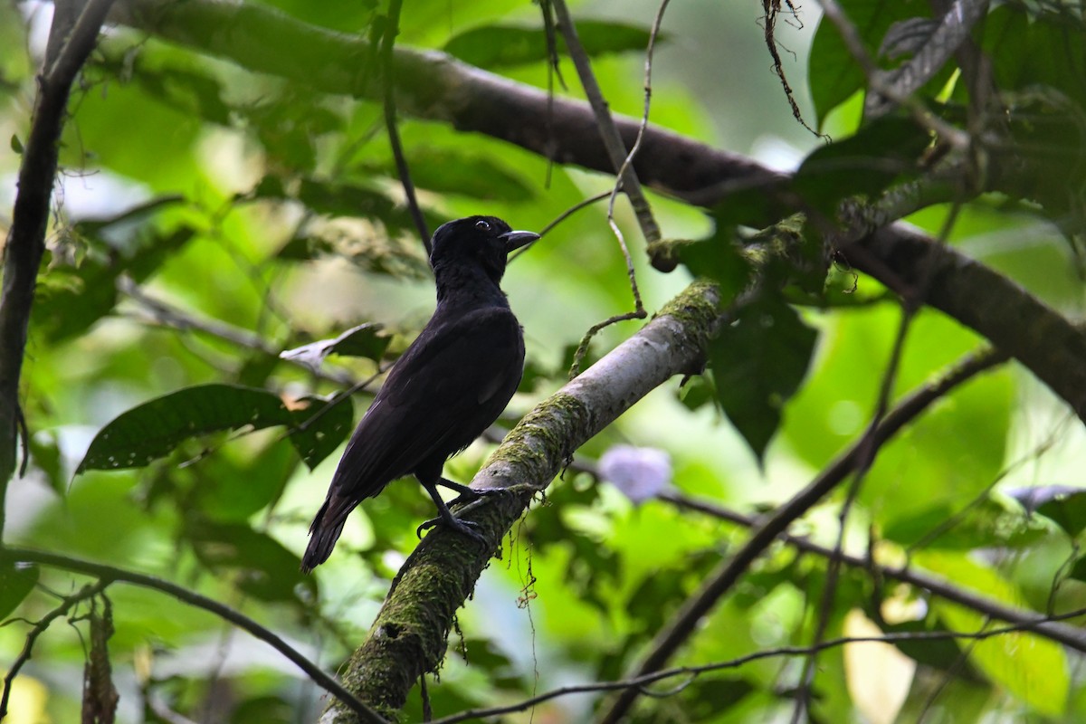 Bare-necked Umbrellabird - ML637902845