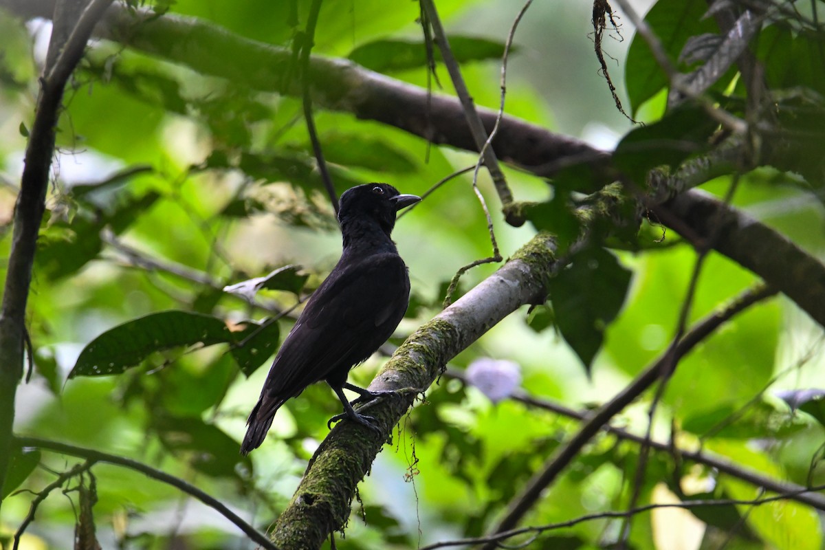 Bare-necked Umbrellabird - ML637902846