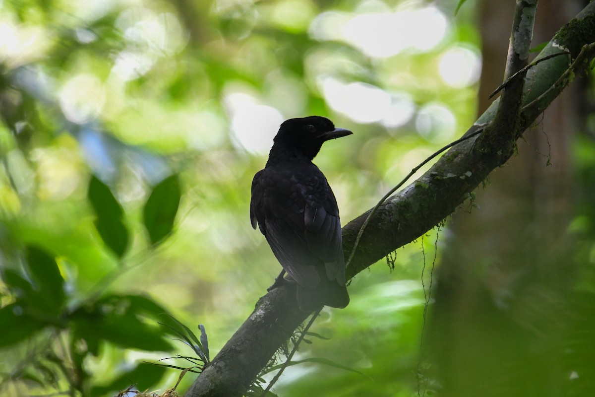 Bare-necked Umbrellabird - ML637902847