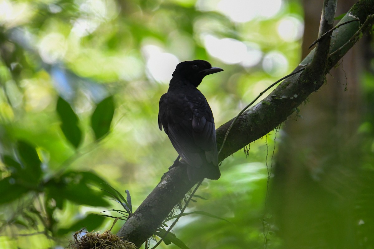 Bare-necked Umbrellabird - ML637902848