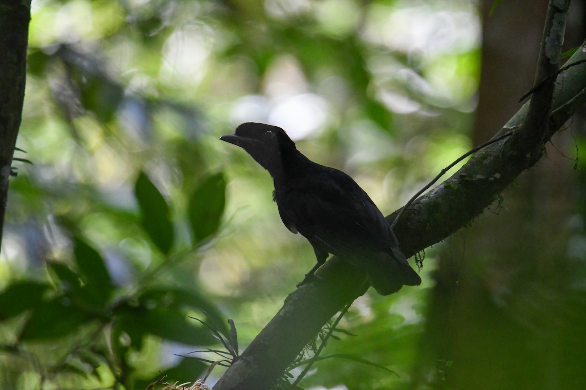Bare-necked Umbrellabird - ML637902849