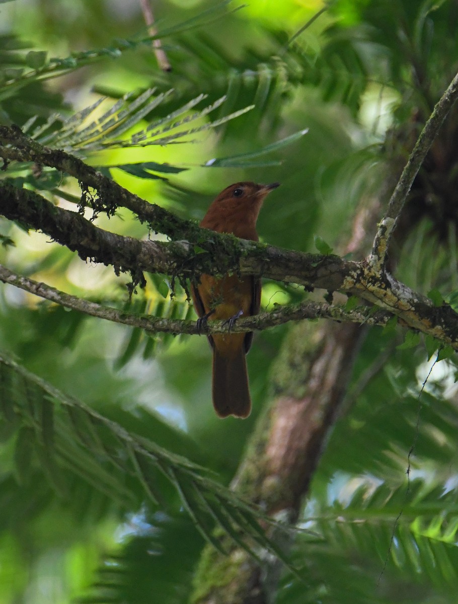 Rufous Piha - ML637902857