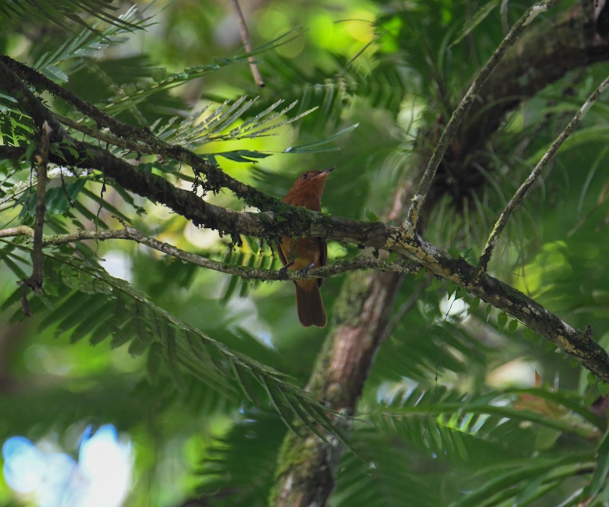 Rufous Piha - ML637902858