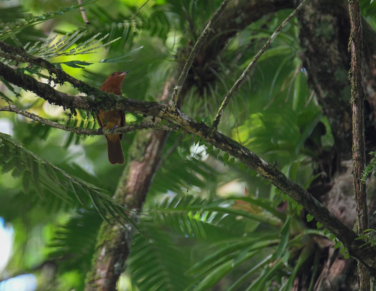 Rufous Piha - ML637902859