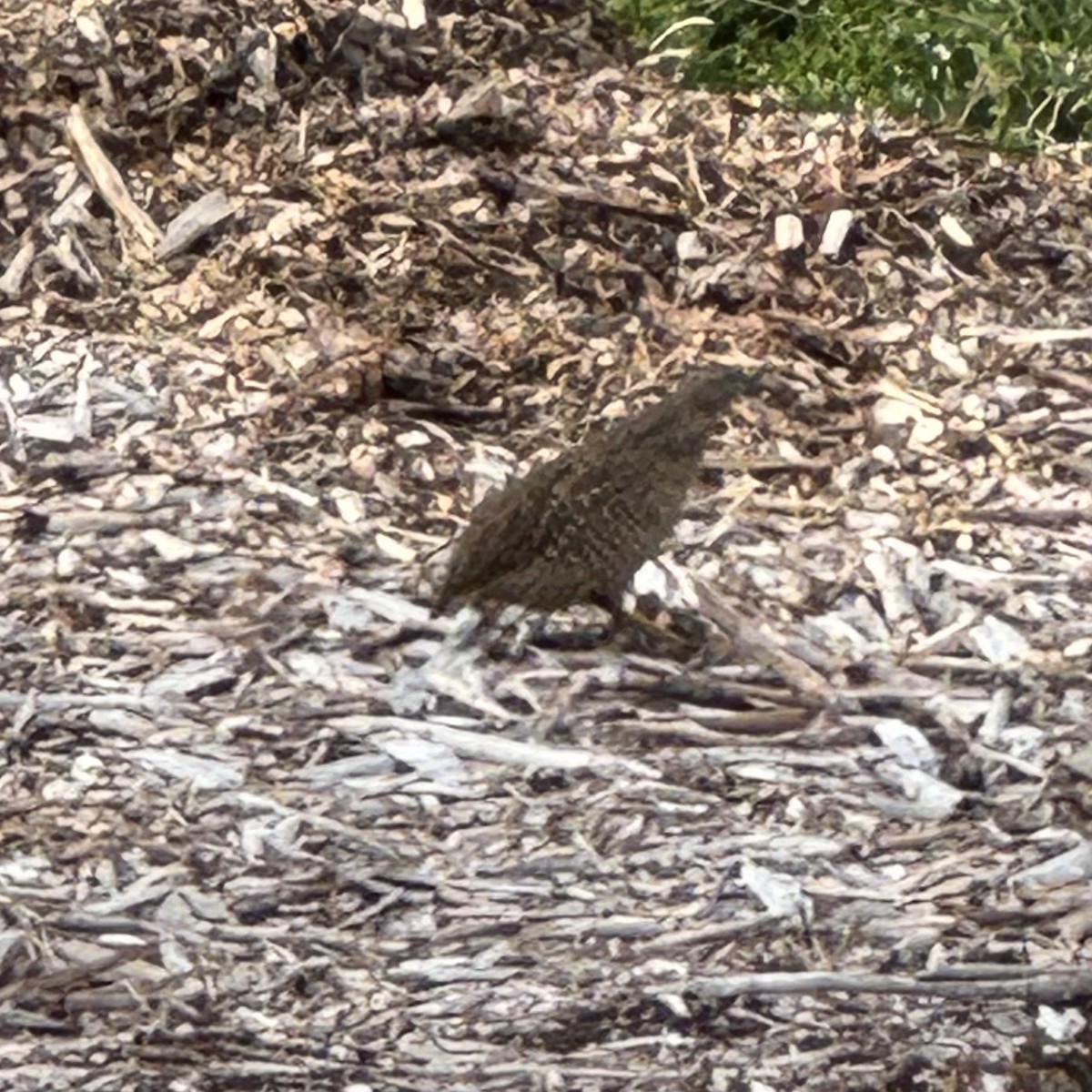 Brown Quail - ML637902901