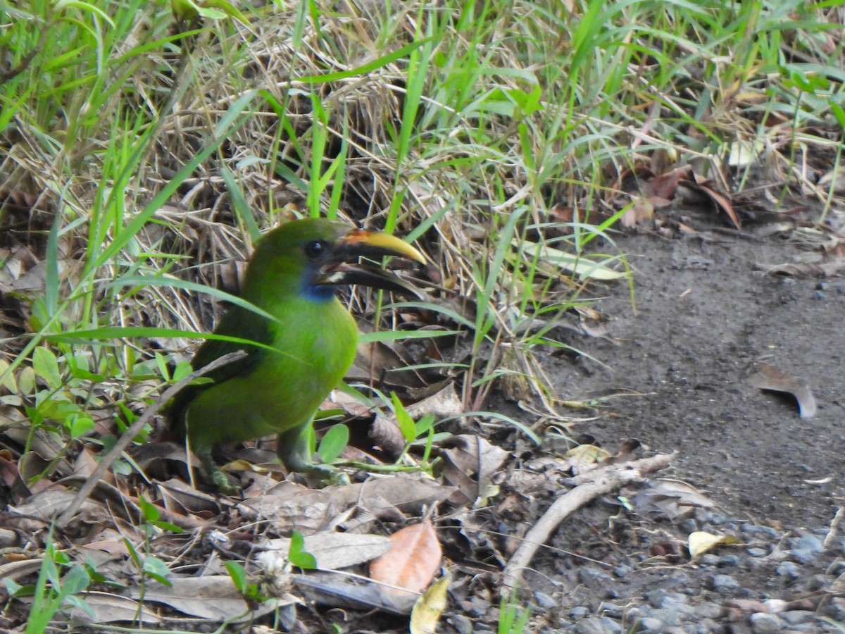 Northern Emerald-Toucanet - ML637902914